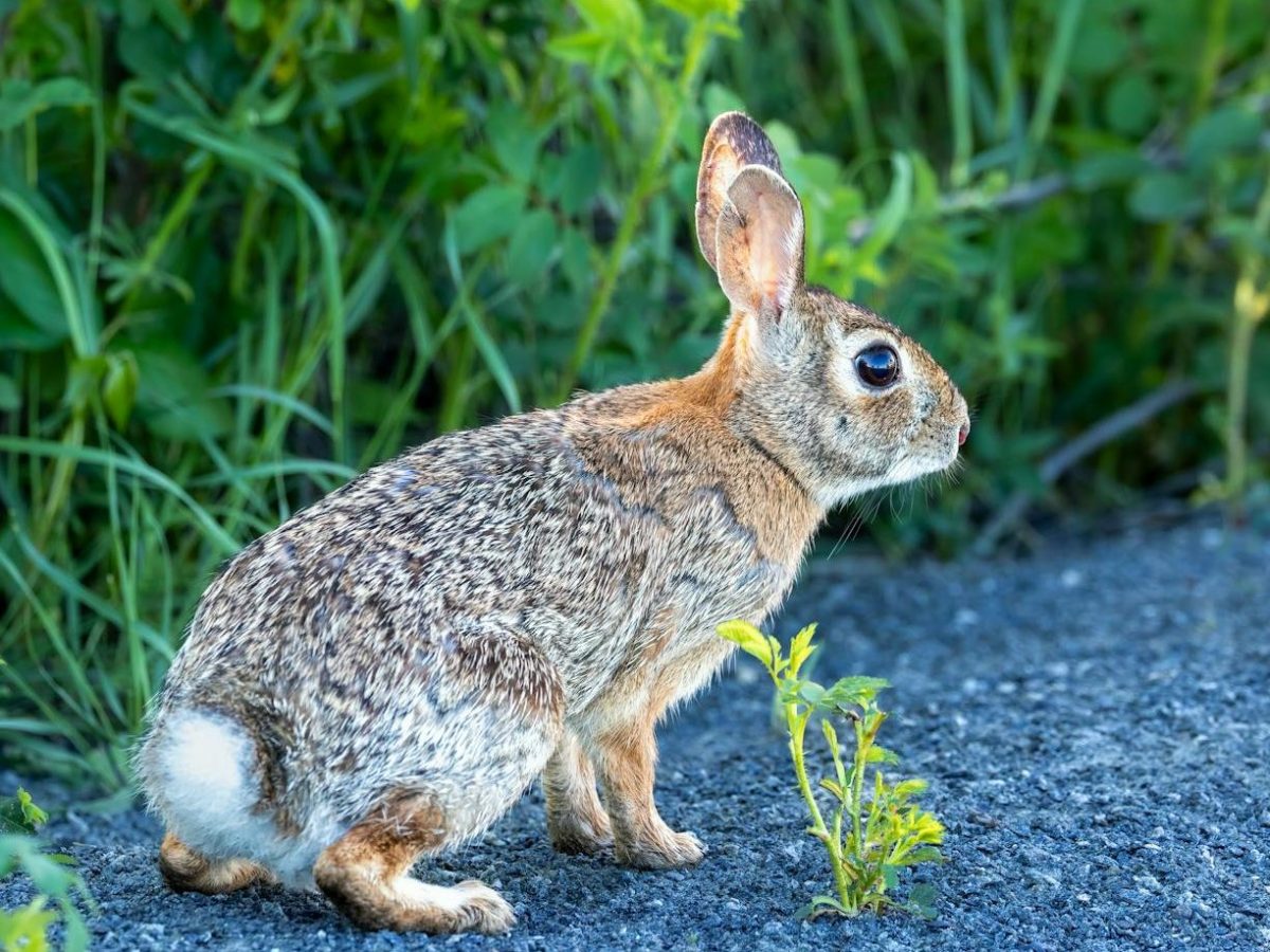 خرگوش کوچک و جاده پر از&nbsp;سنگ‌