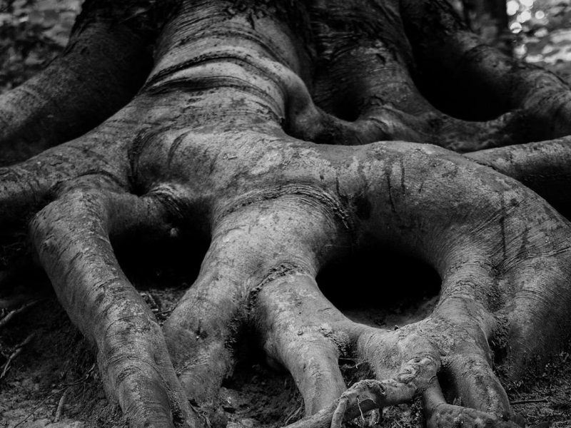 درخت طلسم شده